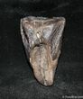 Jumbo Triceratops Tooth Inches #1272-1